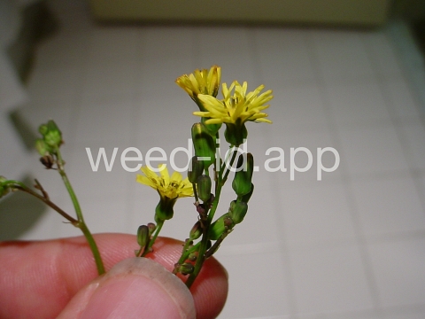 hawksbeard, Asiatic